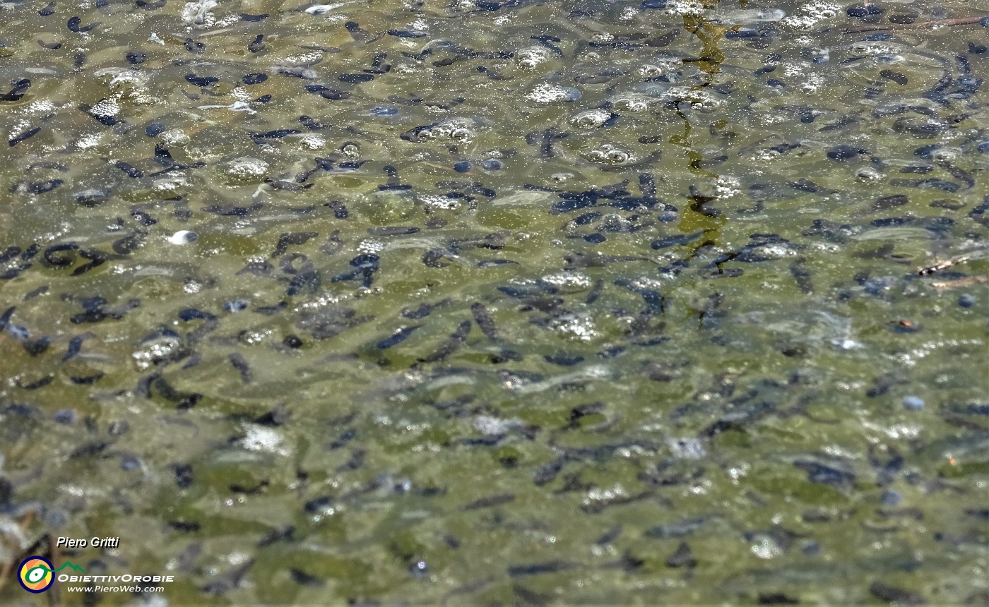 54 Nella pozza d'acqua prolificano  dalle uova di rane i girini.JPG